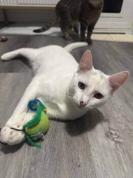 Trillium -  Domestic Short Hair Cat for Adoption in Shakespeare, Ontario - Trillium | PetCurious