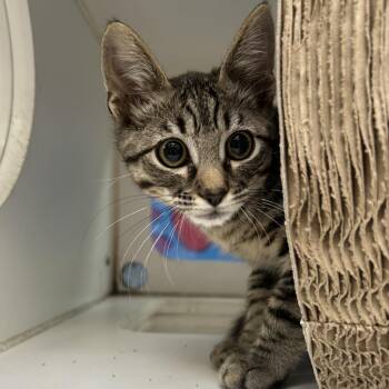 Versace -  Domestic Short Hair Cat for Adoption in Cheyenne, Wyoming - Versace | PetCurious