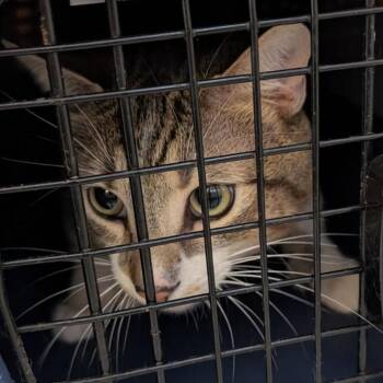 Domestic Short Hair Cats Available for Adoption - Milo | PetCurious