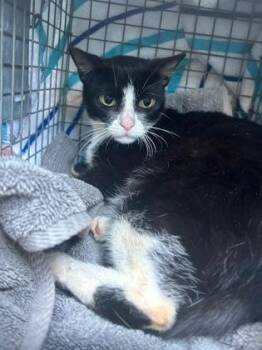 Mochi -  Domestic Short Hair Cat for Adoption in Honolulu, Hawaii - Mochi | PetCurious