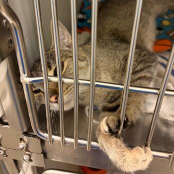 Rescue Domestic Short Hair Cats for Adoption in Council Bluffs, Iowa - Tyra | PetCurious