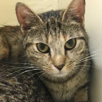 Slushy -  Domestic Short Hair Cat for Adoption in Middlebury, Vermont - Slushy | PetCurious