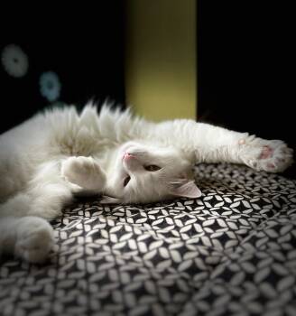 Rescue Domestic Medium Hair Cats for Adoption in Blountville, Tennessee - Bella | PetCurious