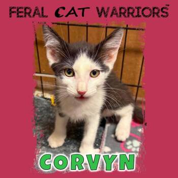 Corvyn -  Domestic Short Hair Cat for Adoption in Kingman, Arizona - Corvyn | PetCurious