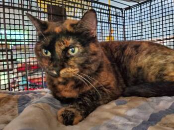 Pookie -  Tortoiseshell and Tiger Cat for Adoption in Howell, Michigan - Pookie | PetCurious