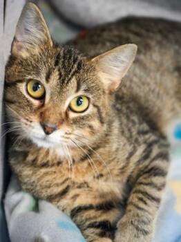 Domestic Short Hair Cats Available for Adoption - Howl | PetCurious