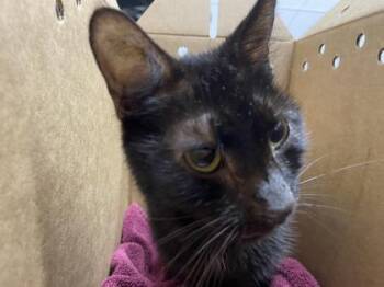 Scoops -  Domestic Short Hair Cat for Adoption in West Chester, Pennsylvania - Scoops | PetCurious