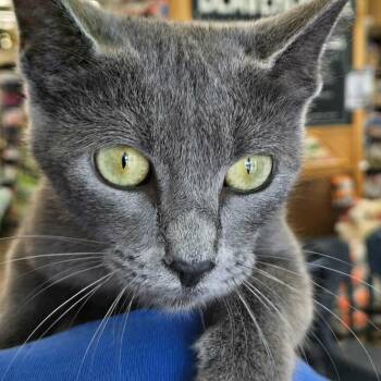 Yelena -  Domestic Short Hair Cat for Adoption - Yelena | PetCurious