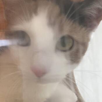 Ryobi -  Domestic Short Hair Cat for Adoption in Philadelphia, Pennsylvania - Ryobi | PetCurious