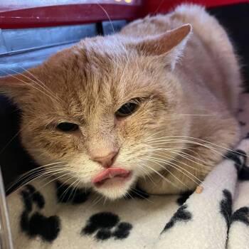 Domestic Short Hair Cats Available for Adoption - Mickey | PetCurious