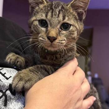 Grover -  Tabby Cat for Adoption in Fort Payne, Alabama - Grover | PetCurious