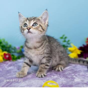 Gracie -  Domestic Short Hair Cat for Adoption in Durham, North Carolina - Gracie | PetCurious