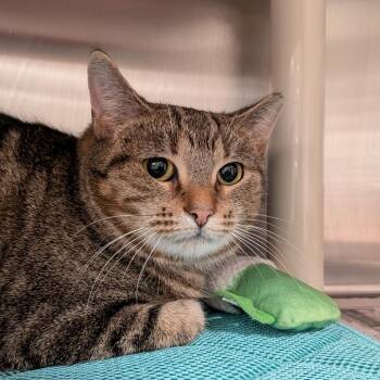 Domestic Short Hair Cats Available for Adoption - Zara | PetCurious