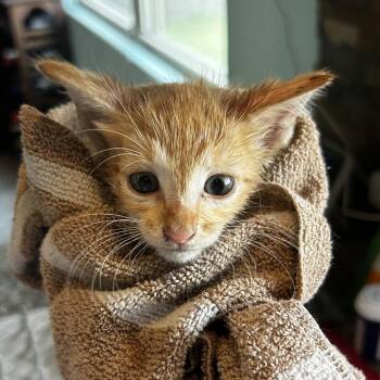 10W-40 -  Domestic Short Hair Cat for Adoption in Boerne, Texas - 10W-40 | PetCurious