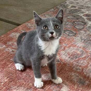 Creedence -  Domestic Short Hair Cat for Adoption in Candler, North Carolina - Creedence | PetCurious
