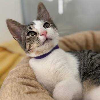 Novel -  Domestic Short Hair Cat for Adoption in Ridgely, Maryland - Novel | PetCurious