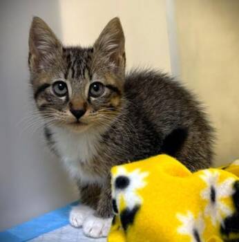 Ripley 759-26 -  Domestic Short Hair Cat for Adoption in Cumming, Georgia - Ripley 759-26 | PetCurious