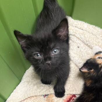 RipStik -  Domestic Short Hair Cat for Adoption in Charlottesville, Virginia - RipStik | PetCurious