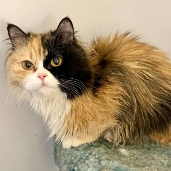 Persian Cats Available for Adoption in Woodbridge, Virginia - Precious Bathsheba | PetCurious