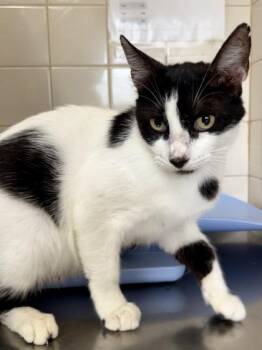 Mosquito -  Domestic Short Hair Cat for Adoption in San Antonio, Texas - Mosquito | PetCurious