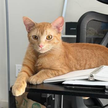 Domestic Short Hair Cats Available for Adoption in Durham, North Carolina - Beeow Zee | PetCurious