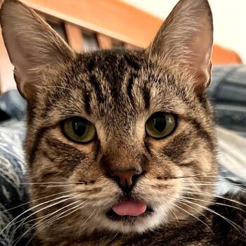 Domestic Short Hair Cats Available for Adoption in Cumming, Georgia - Lucky Lou | PetCurious