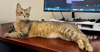 Domestic Short Hair Cats Available for Adoption in Hilton Head Island, South Carolina - Scooter | PetCurious