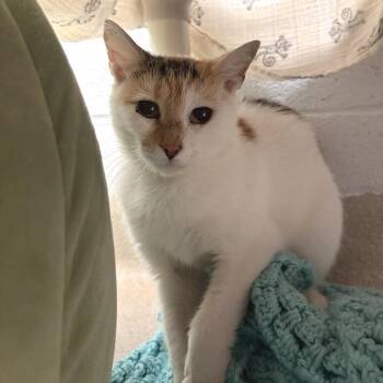 Dahlia -  Domestic Short Hair Cat for Adoption in Marshall, Virginia - Dahlia | PetCurious