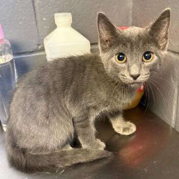 Maui -  Domestic Short Hair Cat for Adoption in Tuscaloosa, Alabama - Maui | PetCurious