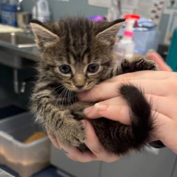 Captain America -  Domestic Short Hair Cat for Adoption in Greensboro, North Carolina - Captain America | PetCurious