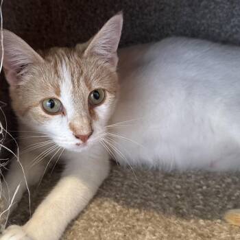 Domestic Short Hair Cats Available for Adoption in San Saba, Texas - Dottie | PetCurious