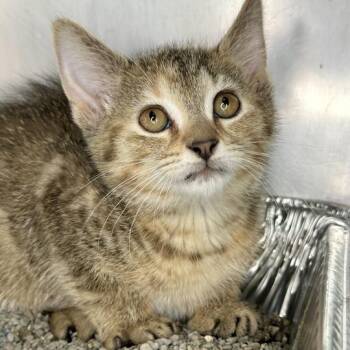 Roja -  Domestic Short Hair Cat for Adoption in Matteson, Illinois - Roja | PetCurious