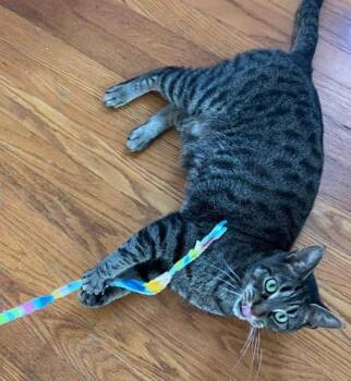 Rescue Domestic Short Hair Cats for Adoption in Little Mountain, South Carolina - Mattis | PetCurious