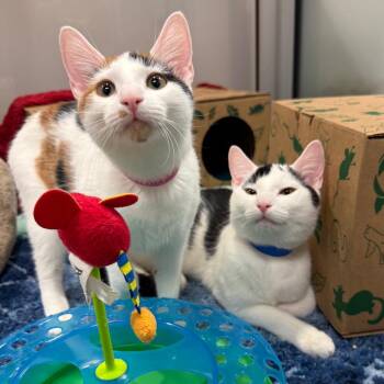 T. I. #1 -  Domestic Short Hair Cat for Adoption in Fairport, New York - T. I. #1 | PetCurious