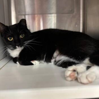 Domestic Short Hair Cats Available for Adoption in Corpus Christi, Texas - Sox | PetCurious