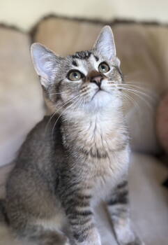Rescue Domestic Short Hair Cats for Adoption in Walled Lake, Michigan - Pip | PetCurious