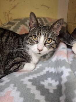 Rescue Domestic Short Hair Cats for Adoption in Rochester, New Hampshire - Katie | PetCurious