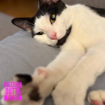 Emery -  Domestic Short Hair Cat for Adoption in Vancouver, British Columbia - Emery | PetCurious