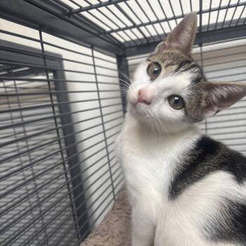 Scooter -  Domestic Short Hair Cat for Adoption in Dallas, Texas - Scooter | PetCurious