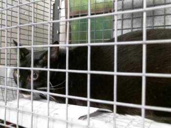 Domestic Short Hair Cats Available for Adoption in Houston, Texas - A2068143 | PetCurious