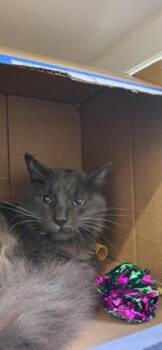 Sheriff -  Domestic Short Hair Cat for Adoption in Vero Beach, Florida - Sheriff | PetCurious
