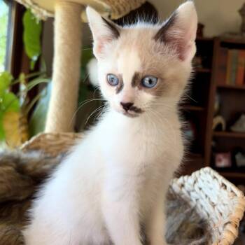 Domestic Short Hair Cats Available for Adoption - Scone | PetCurious