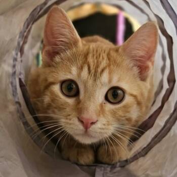 BROGAN -  Domestic Short Hair Cat Available for Adoption in Delhi, Ontario - BROGAN | PetCurious