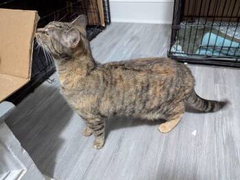 Domestic Short Hair Cats Available for Adoption - Cherry | PetCurious
