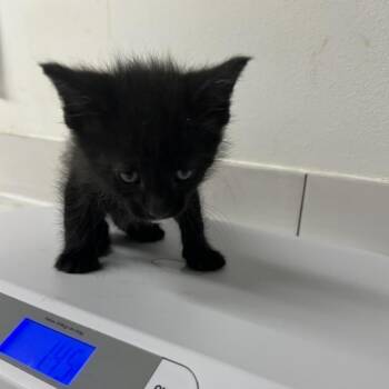 Domestic Short Hair Cats Available for Adoption in St. Louis, Missouri - Destini | PetCurious