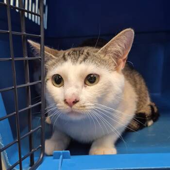 Sugar 7265 -  Domestic Short Hair Cat for Adoption in Columbus, Georgia - Sugar 7265 | PetCurious