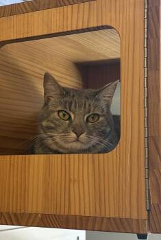 Domestic Short Hair Cats Available for Adoption in Salinas, California - Gracie | PetCurious