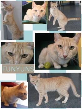 FUNYUNS -  Domestic Short Hair Cat for Adoption in Kenansville, North Carolina - FUNYUNS | PetCurious