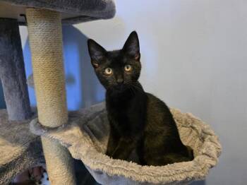 APPLE -  Domestic Short Hair Cat for Adoption in Santa Clara, California - APPLE | PetCurious