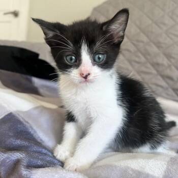 Sweetie Pie -  Domestic Short Hair Cat for Adoption in Bentonville, Arkansas - Sweetie Pie | PetCurious